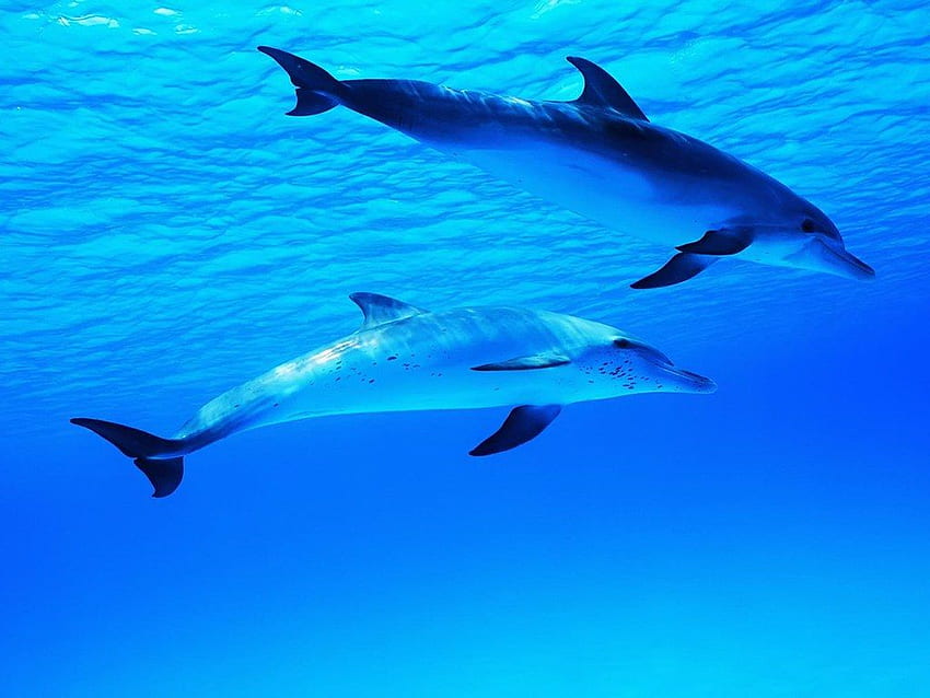 The Best Top Dolphin Dolp, Amazing Dolphin HD wallpaper