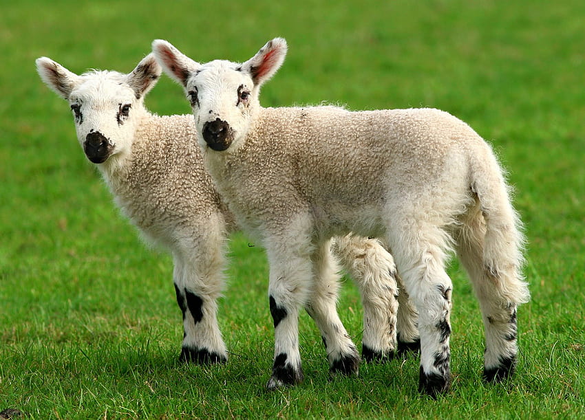 Sheeps, animal, grass, nature, sheep HD wallpaper