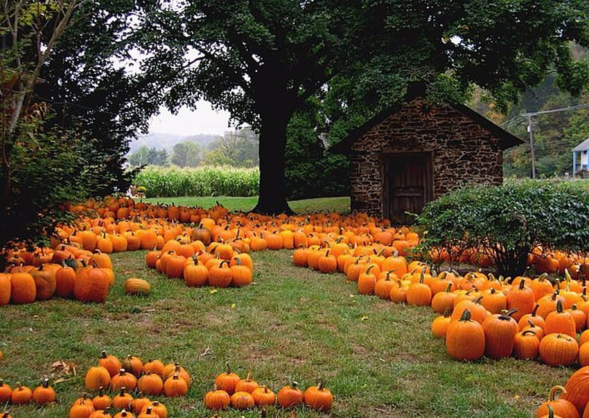 Pumpkins and House , Harvest, Grass, Pumpkins, Trees, Field, Old Building HD wallpaper