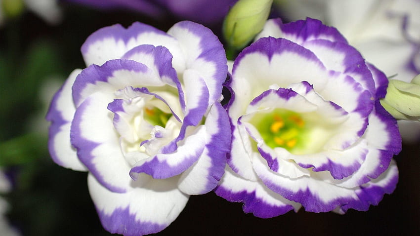Cartoon-Blume violett [] für Ihr Handy, Handy und Tablet. Entdecken Sie mit Veilchen. Blau und Lila, Usambaraveilchen, violette Blumen HD-Hintergrundbild