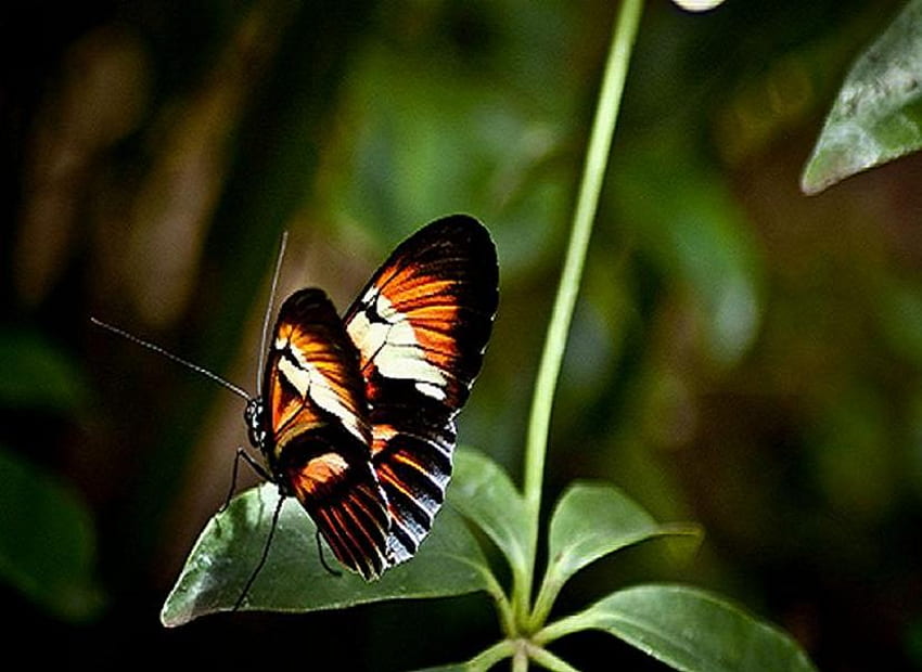 Small is beautiful, blade of grass, delicate, white, black, butterfly, pretty, small, orange HD wallpaper