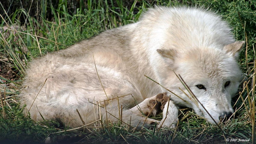 loup couché, majestueux, abstrait, canin, loup gris, relation amicale, nature de loup à crinière Fond d'écran HD