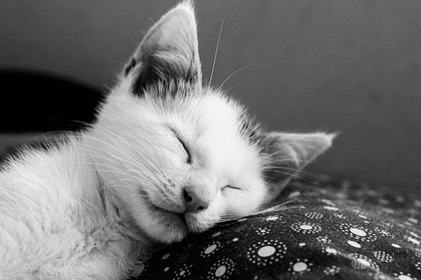 Sleeping...angel, kitten, angel, cat, sleeping HD wallpaper
