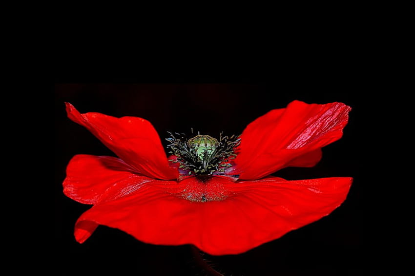 amapola, flor, roja, hermosa fondo de pantalla