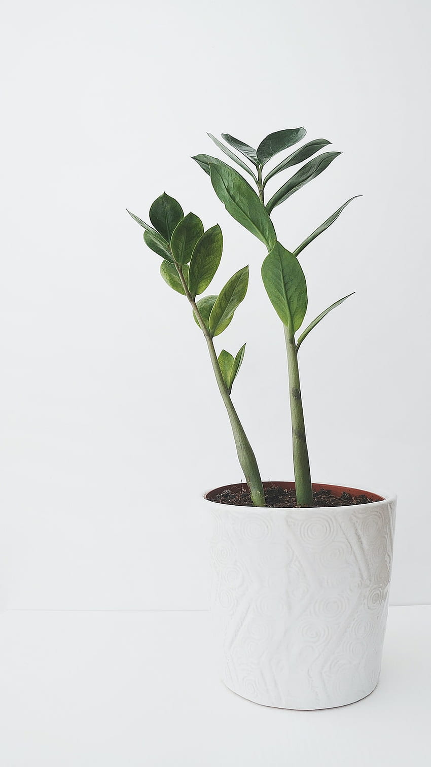 Blumentopf [], Topfpflanze HD-Handy-Hintergrundbild