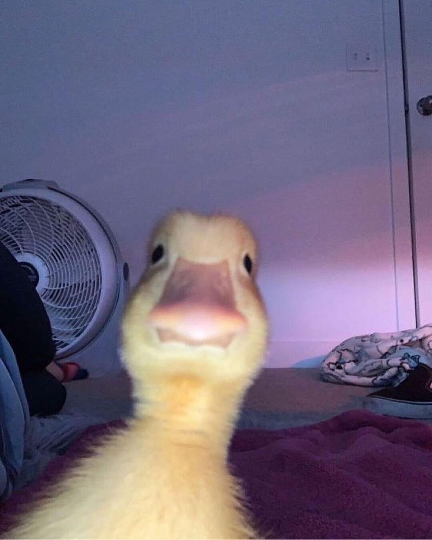 Ducks. Cute animal memes, Funny animals, Cute funny animals HD phone wallpaper