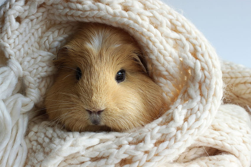Cozy Feeling, guinea pig, rodent, lovely, scarf HD wallpaper