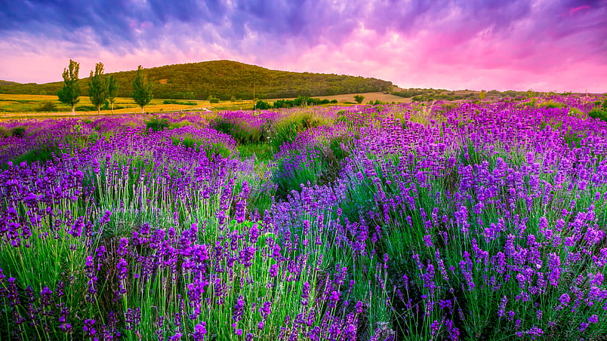 Lavenders in the Field, landscape, beauty, purple, background, in, pink, lavender, light, field, clouds, flowers, sky, mountains HD wallpaper