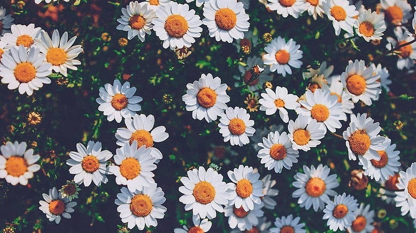 The Eyes Never Lie on Achtergronden. Book , pc, Spring, Daisy Aesthetic HD wallpaper