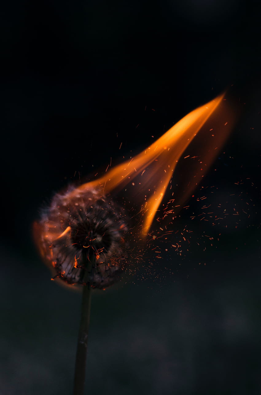 Flowers, Fire, Sparks, Dandelion HD phone wallpaper