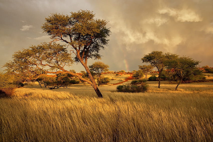 Landschaft, Afrika, Bäume / und mobiler Hintergrund, afrikanisches Grasland HD-Hintergrundbild