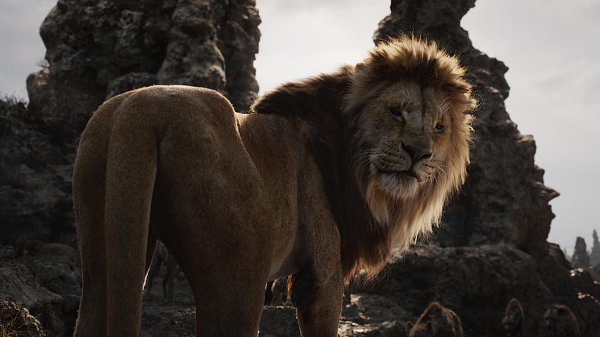 The Lion King (2019) Ultra Blu Ray Ultra Review. High Def Digest HD wallpaper