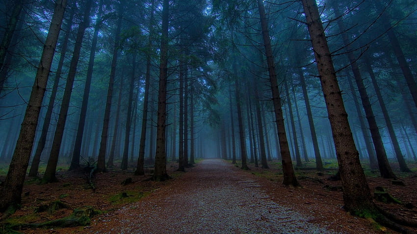 Bosques . Floresta mística, madeira escura, site, Woods Laptop papel de parede HD