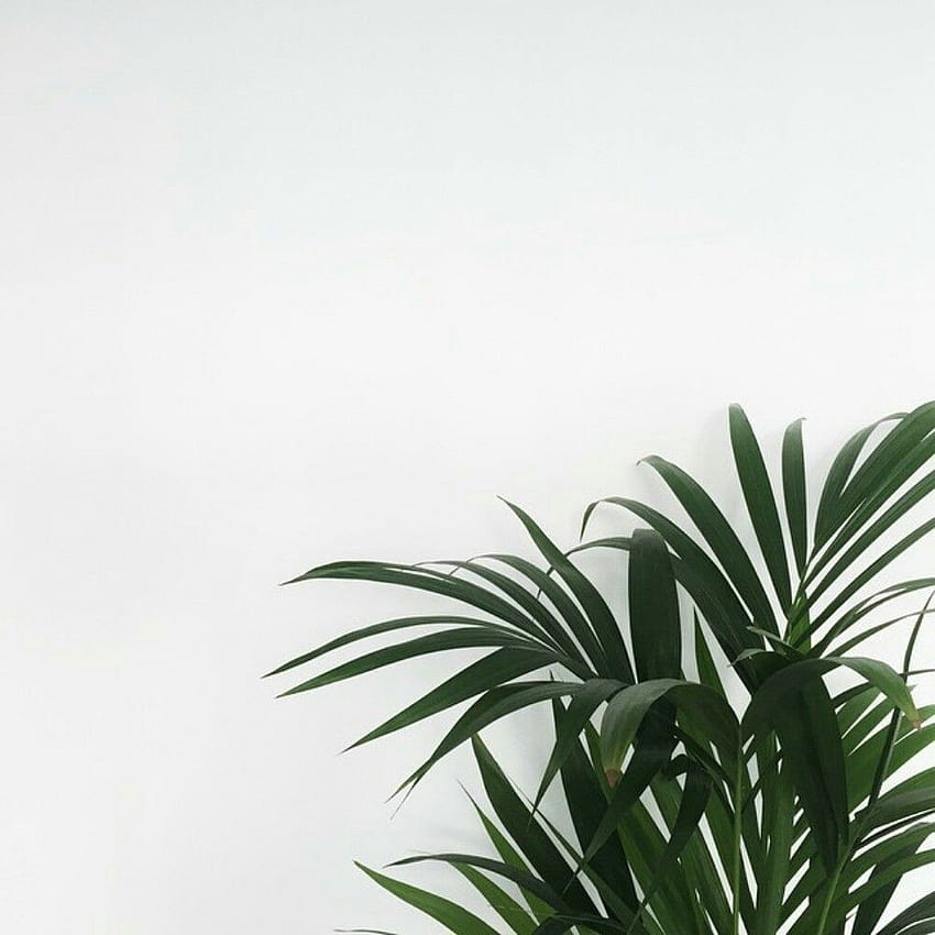 Download Minimalist Pastel Plant Aesthetic Phone Wallpaper  Wallpaperscom