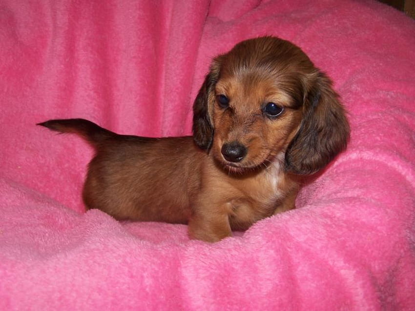 Good morning, everyone ;)¡¡¡, dog, pink, pupy, girl, beauty, little HD wallpaper