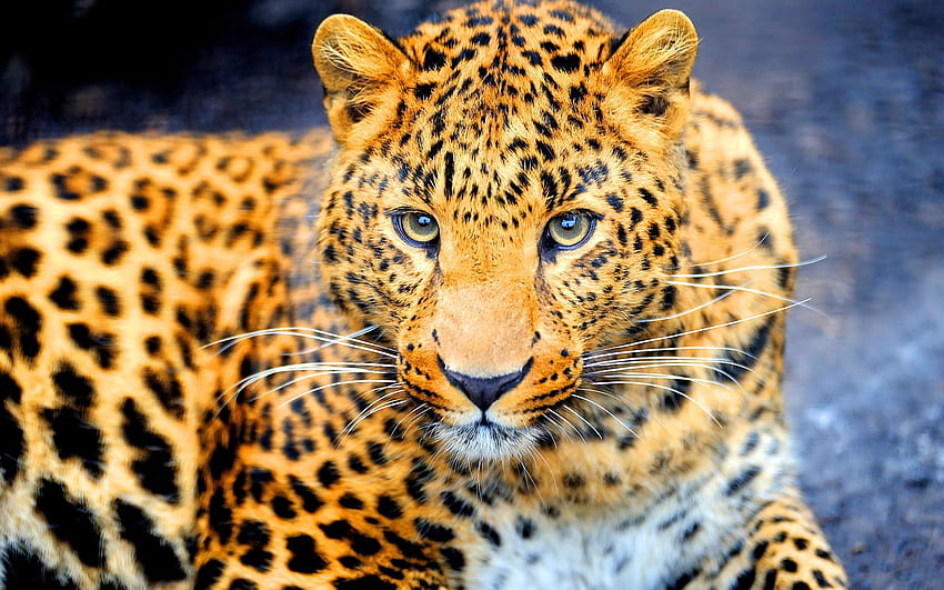 Piękny Jaguar – Tapeta HD