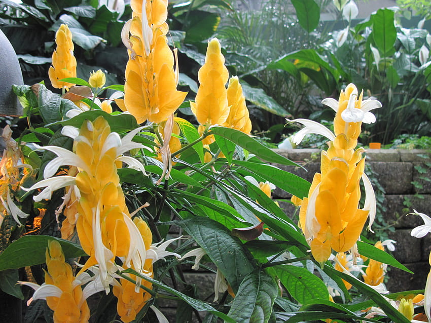 Gelbe Garnelenpflanze aus Südamerika, Gelb, Weiß, Grafik, Grün, Blumen, Garten, Blatt HD-Hintergrundbild