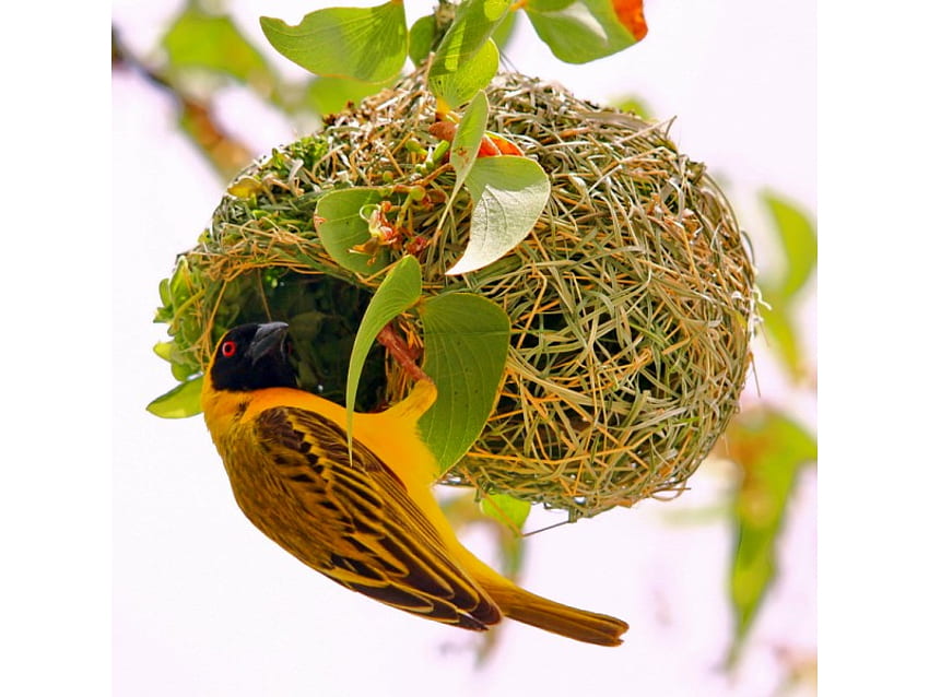 Vogel mit Nest, cool HD-Hintergrundbild