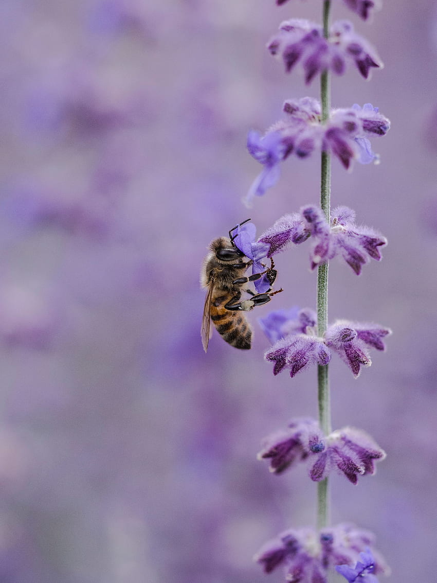 lila, flor, macro, insecto, abeja, polinización fondo de pantalla del teléfono