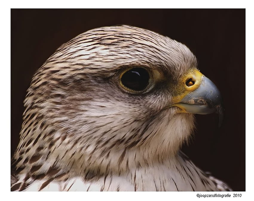 Peregrine Falcon by Joop Zand, beak, prey bird, feathers, head, eye HD wallpaper