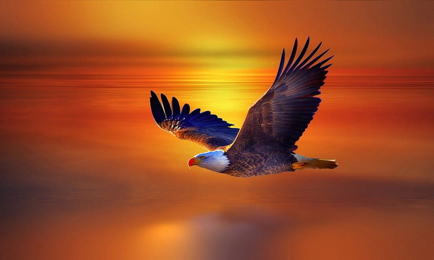 Flight Bald Eagle And Red Sky Sunset Beautiful , Beautiful Fly HD wallpaper