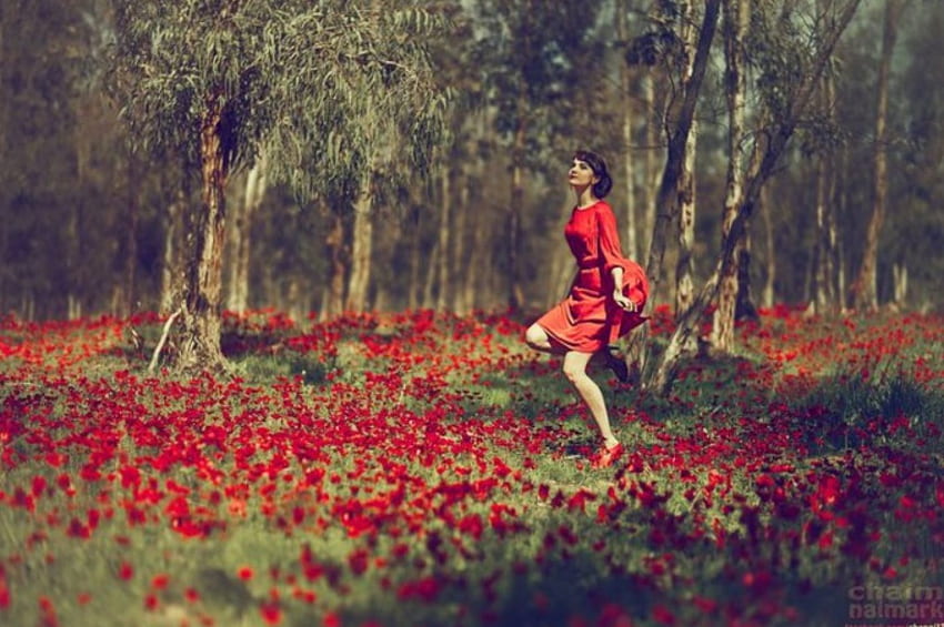 rojo, amapolas rojas, naturaleza, campo rojo, vestido rojo, mujer fondo de pantalla