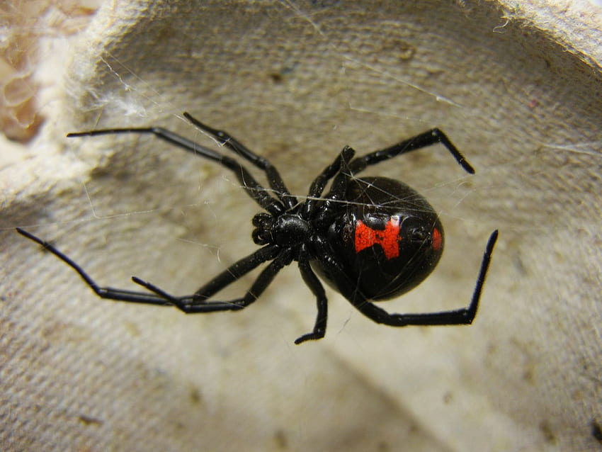 Kara Dul Örümcek Kontrolü, Kaldırma ve Bilgi. Çevre Zararlısı, Kara Dul Örümceği HD duvar kağıdı