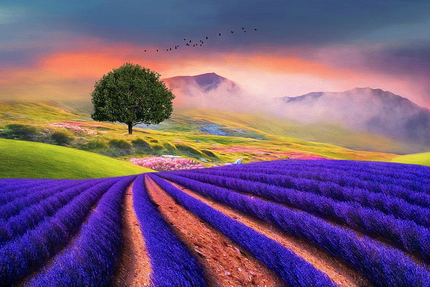 Ladang lavender, musim panas, ungu, lavander, lapangan, bunga, hijau, lanskap, pohon Wallpaper HD