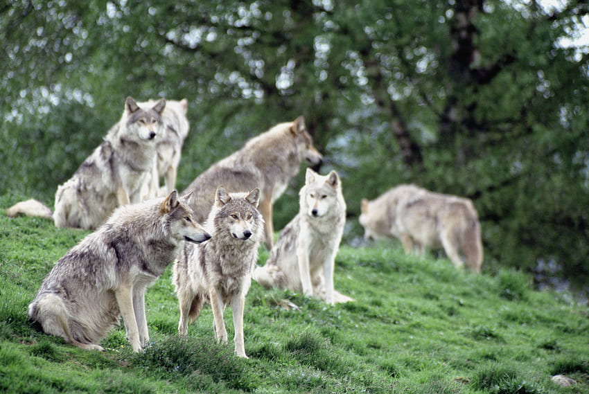 Animals, Wolfs, Family, Flock HD wallpaper