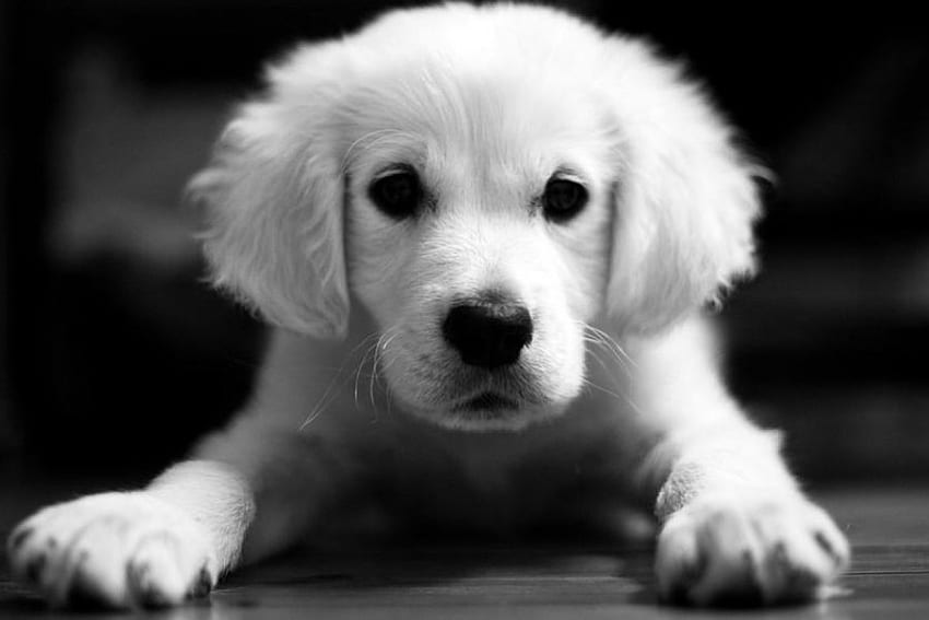 Puppy, dogs, puppies HD wallpaper