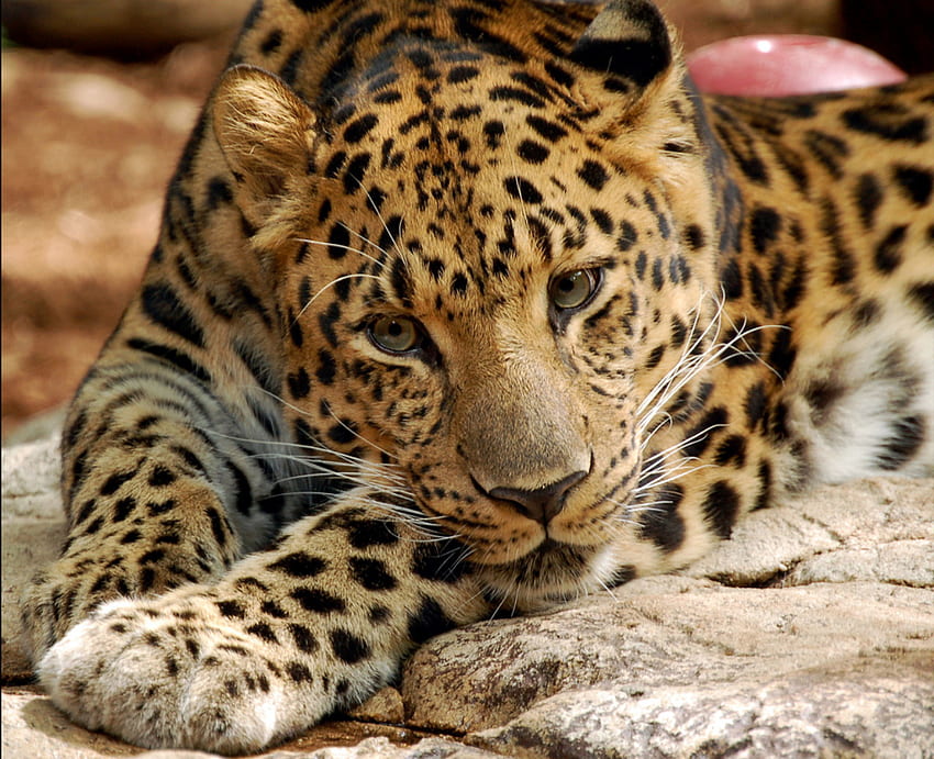 léopard, chat, vie sauvage Fond d'écran HD