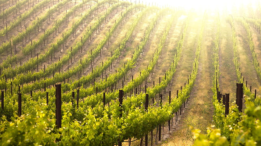 Vignoble . Domaine viticole, domaine viticole italien et domaine viticole californien, région viticole Fond d'écran HD