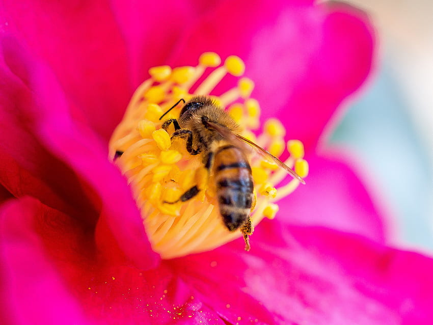 Kwiat, Makro, Płatki, Pszczoła, Pyłek Tapeta HD