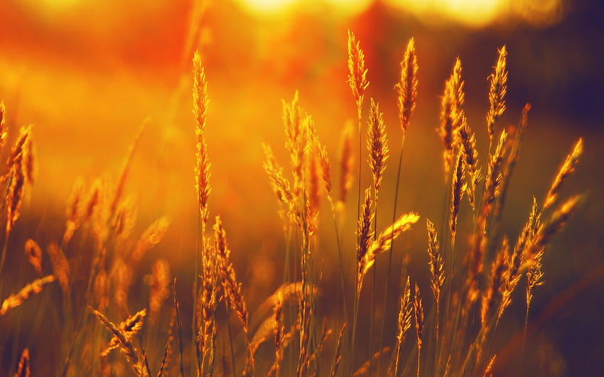 landscape, Summer, Field, Wheat, Sunset / and Mobile Backgrounds HD wallpaper