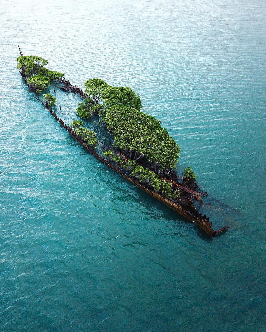 ネイチャー リアル ～木が生い茂る廃船～ HD電話の壁紙