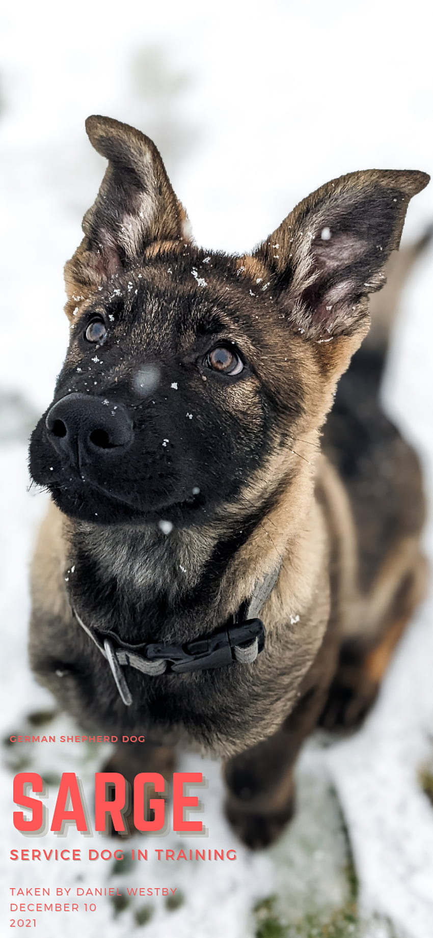 Sarge: Service Dog IT, germanshepherd, puppypics, ddrgermanshepherd, earlysnowpics, servicedogintraining, workingdog HD phone wallpaper