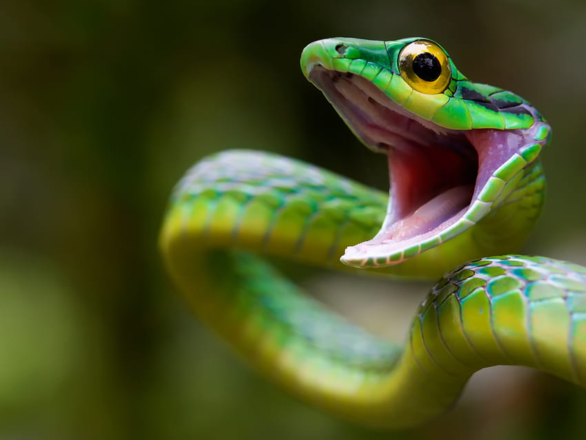 Animaux, Serpent, Serpent Vert, Costa Rica Fond d'écran HD