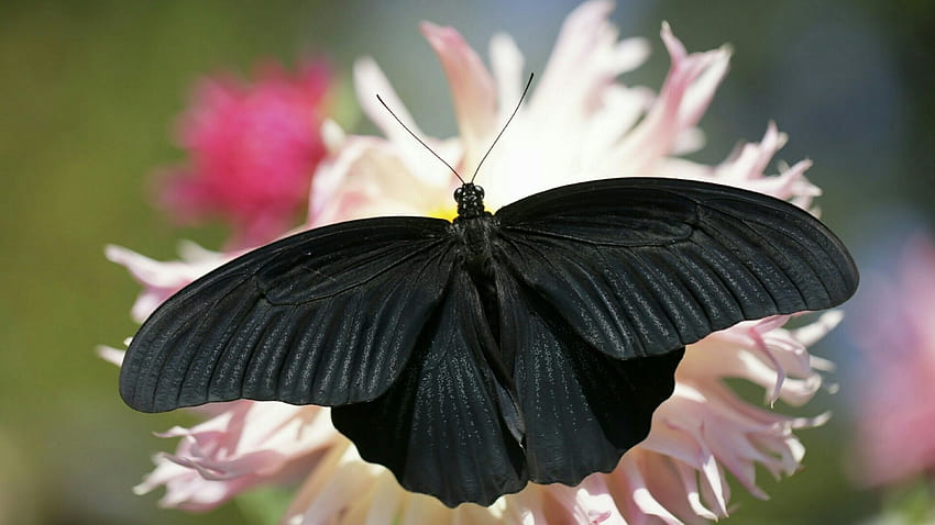 Black Butterfly On White Flowers, animal, wings, white, butterfly, insects, flowers HD wallpaper