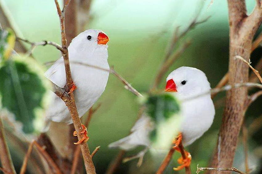 Śliczne białe ptaki, zwierzę, biel, ptaki, gałęzie, drzewa Tapeta HD