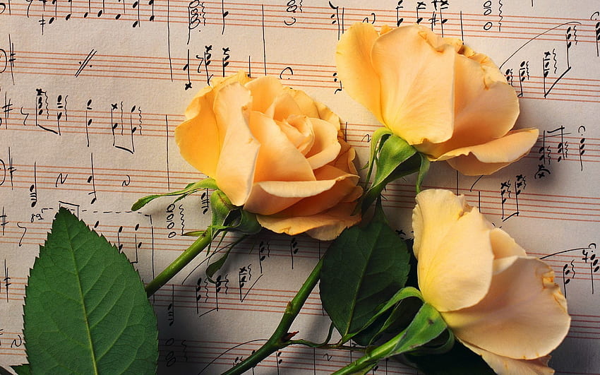 Música, Flores, Rosas, Botões, Três, Notas papel de parede HD