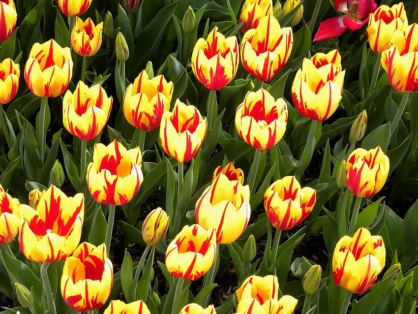 Kwiaty, Tulipany, Jasny, Klomb, Kwietnik, Barwny, Cętkowany Tapeta HD