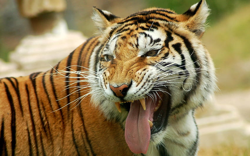 Animales, sonrisa, hocico, depredador, gato grande, tigre, ira fondo de pantalla