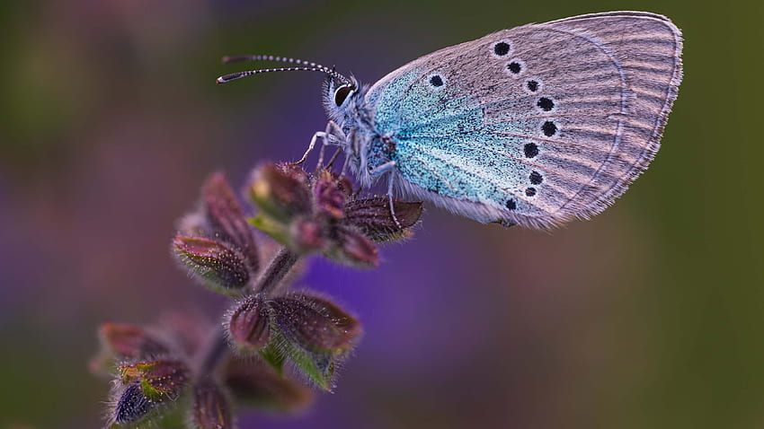 Niebieskie Czarne Kropki Motyl Na Liściach W Fioletowym Zielonym Tle Motyla Tapeta HD