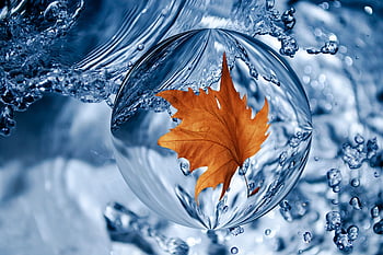 Beautiful Leaf Wallpaper for Android iPhone  iPad  Odia Wallpaper