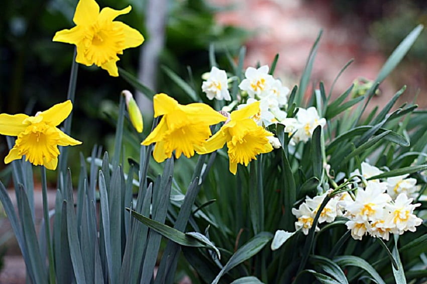 Spring garden, garden, flowers, daffodils, spring HD wallpaper