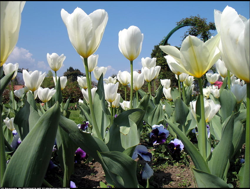 Tulipes blanches - pour JACQELINEla, blanc, jardin, couleurs, nature, fleurs, tulipes, parc Fond d'écran HD
