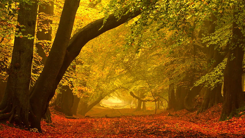 Otoño, pacífico, brumoso, belleza, niebla, niebla, esplendor otoñal, brumoso, árboles, camino, camino, bosque, camino, otoño, paisaje, alfombra de hojas, hermoso, hojas de otoño, árbol, hojas, colores de otoño, vista, naturaleza , hoja, encantador, bosque, esplendor fondo de pantalla