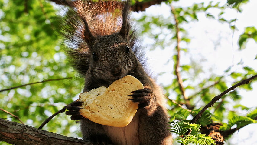 Animals, Squirrel, Food, Cookies HD wallpaper