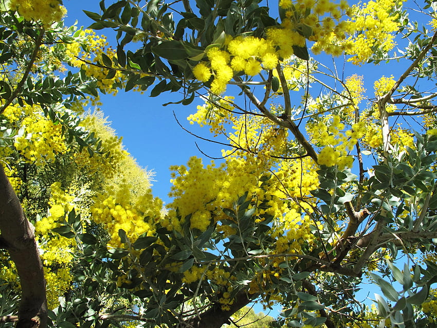 Flowers, Sky, Bright, Fluffy, Branches, Mimosa HD wallpaper