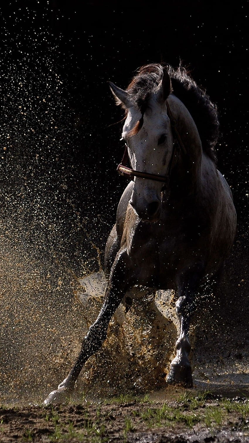 Schwarzes Pferd iPhone, schönes Pferd HD-Handy-Hintergrundbild